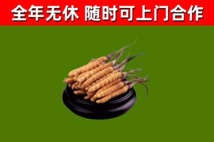 钟祥回收冬虫夏草